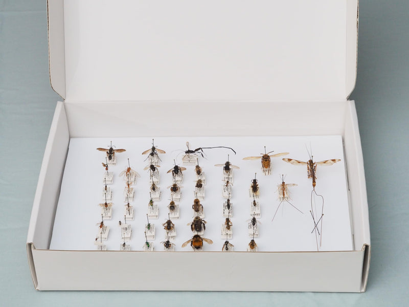 [Australia - AusPower] - Insect Pinning Box for Entomology | 13" x 9" x 2.5" | Includes White Foam to Hold Pins in Place | for Butterfly, Moth and Bug Collections and Specimen Displays 1 