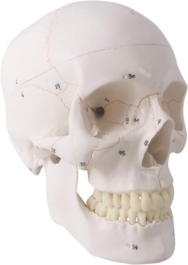 NEW HORIZON Human Skull Anatomical Model,with Painted Sutures 54 Pcs Labeled Numbered Skull Models for Medical Students,Human Brain Model for Drawing Anatomy