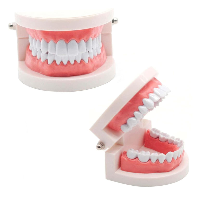 Dentist Model, 2 Educational Models + 2 Plastic Toothbrushes Dental Training Models PVC Teeth Demonstration Teaching Children Teeth Brush
