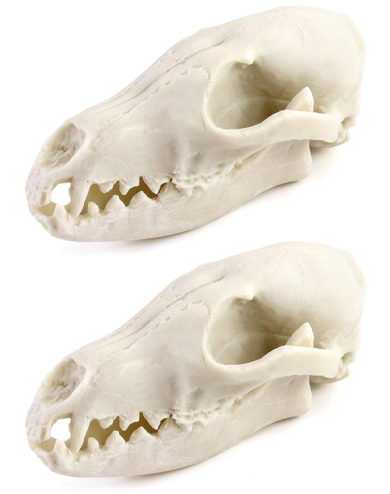 QWORK Fox Skull, 2 Pack Realistic Animal Skull Bones Fox Head Skeleton Natural Teeth Bone Specimen Model for Home Collectible Decoration Halloween Party 2 Pcs