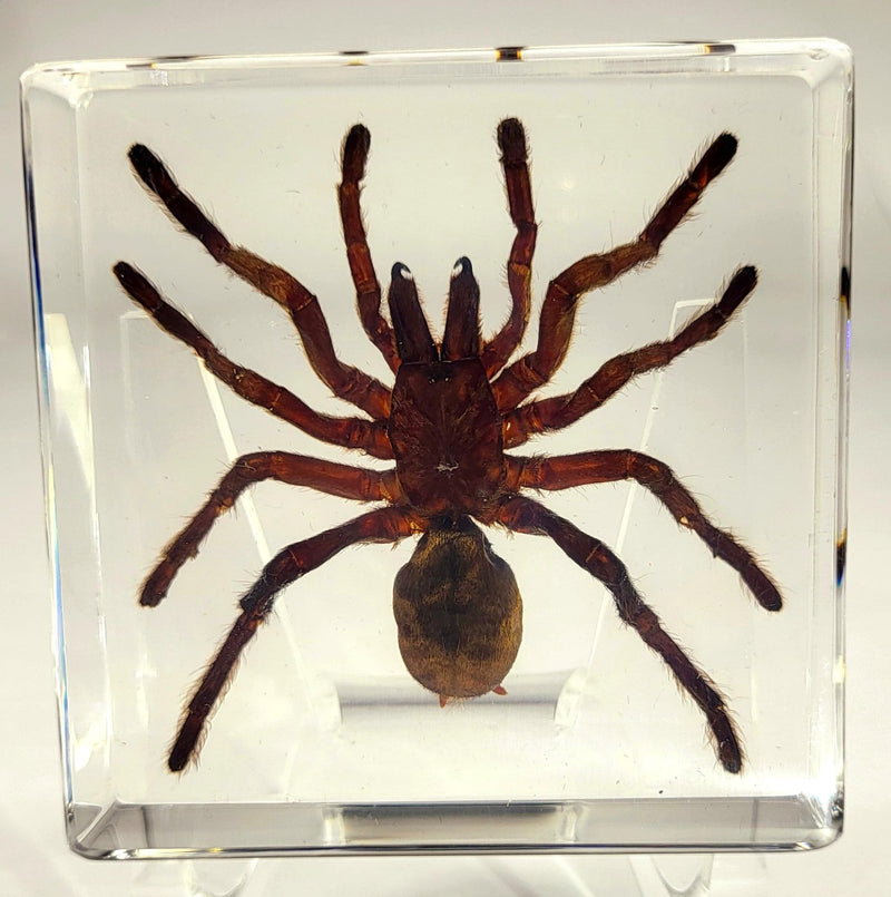 2.9" Real Tarantula Selenocosmia Huwena Spider in Crystal Clear Lucite Resin Specimen Preserved Halloween Paperweight Arachnoids Taxidermy Collection for Biology Science Education Desk Display Tarantula Spider