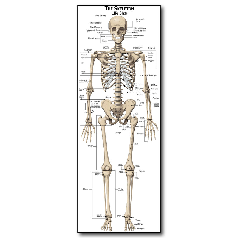 Young N Refined Life Size Skeleton bones named Poster for classroom or lab printed on durable quality plastic FIXES UPDATED 2026(24"x66")