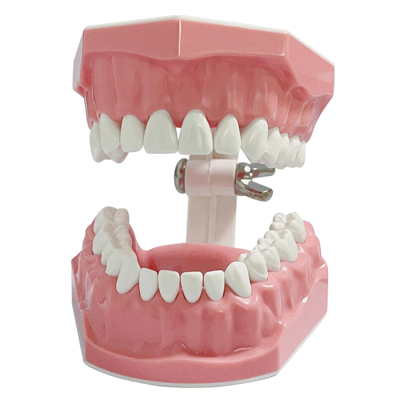 [Australia - AusPower] - Dental Model Standard Size for Brushing Flossing Practice - Silicone Teeth Typodonts with Visible Gingiva, Anatomic Teaching Demonstration - Educational Dental Care Tool for Kids Students 