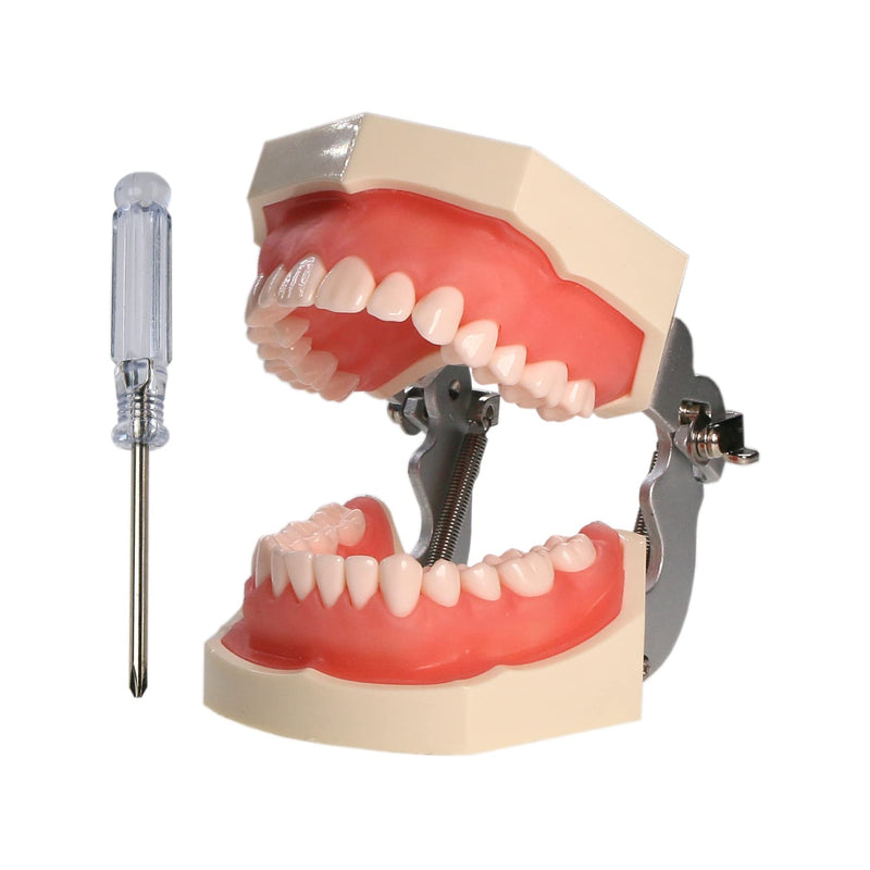 Typodont Teeth Model Kilgore NISSIN 200 Type Detachable Removable 28pcs Screw-in Teeth Model with Screwdriver Suitable Teaching Dental Students M8011-D (M8011D-1)