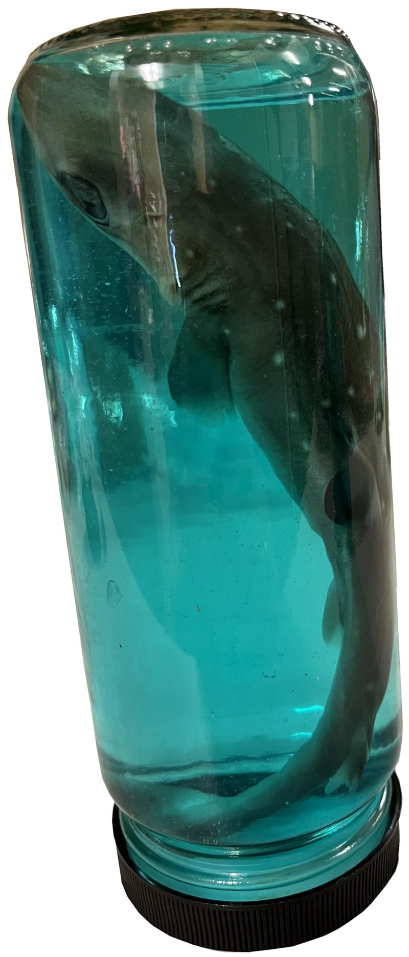 Real 7 Inch Shark in a Bottle Jar, Marine Specimen Taxidermy, Fishing, Jaws - Made in USA