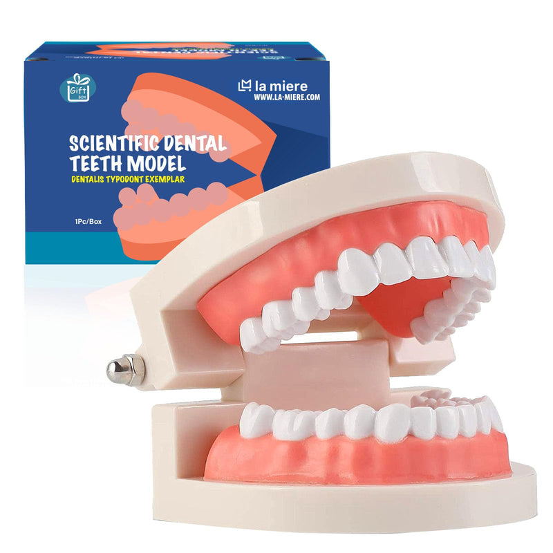 [Australia - AusPower] - 1 Pack Standard Teeth Model Adult Standard Typodont Demonstration Denture Model for Kids Tooth Dental Teaching, Clean Display, Education, Study (No Wisdom Teeth) Gift Set 