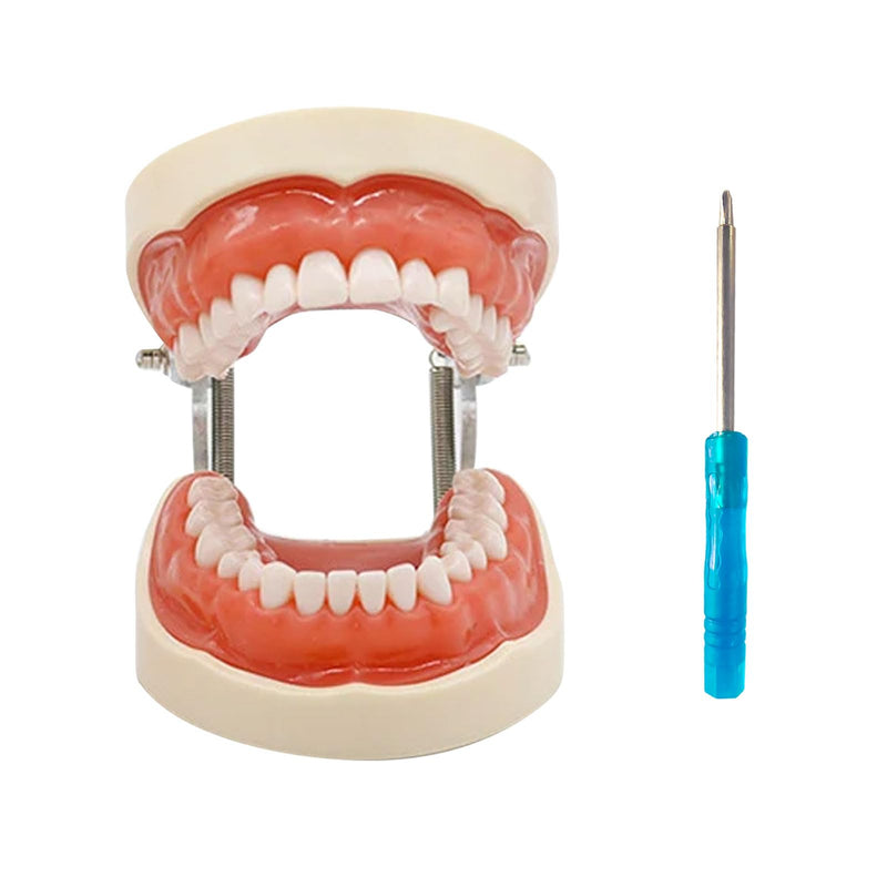 Typodont Teeth Model with Removable Teeth,Dental Tooth Model Suitable for Teaching, Practice and Study, with a Small Screwdriver. (32 Teeth) 32 teeth