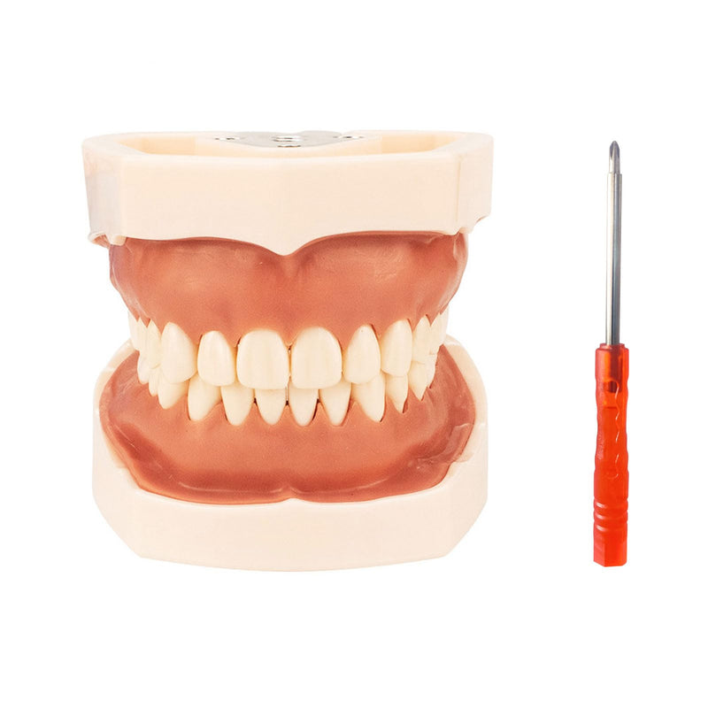[Australia - AusPower] - Typodont Teeth Model with Removable Teeth,Dental Tooth Model Suitable for Teaching, Practice and Study, with a Small Screwdriver. (28 Teeth) 28 teeth 