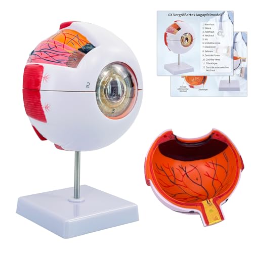 Eye Anatomy Model, 6X Enlarged Eyeball Model, Human Eye Anatomical Model for Science Education Study Display Medical Eye Model