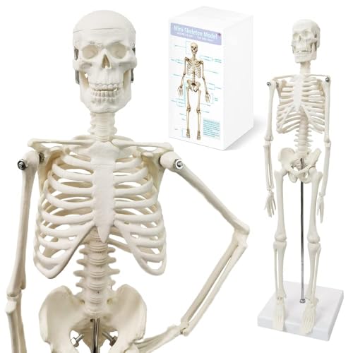 45 cm high human skeleton model for anatomy, human body model, full body with movable arms, leg bone structures, whole spine ribs of the skeleton model are integrated