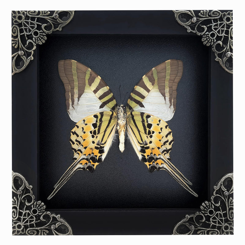 Real Graphium Swallowtail Butterfly Framed Shadow Box Preserved Specimen Gothic Curio Wall Art Gift for Entomology Lovers K12-41-DE Butterfly 41 Black Frame