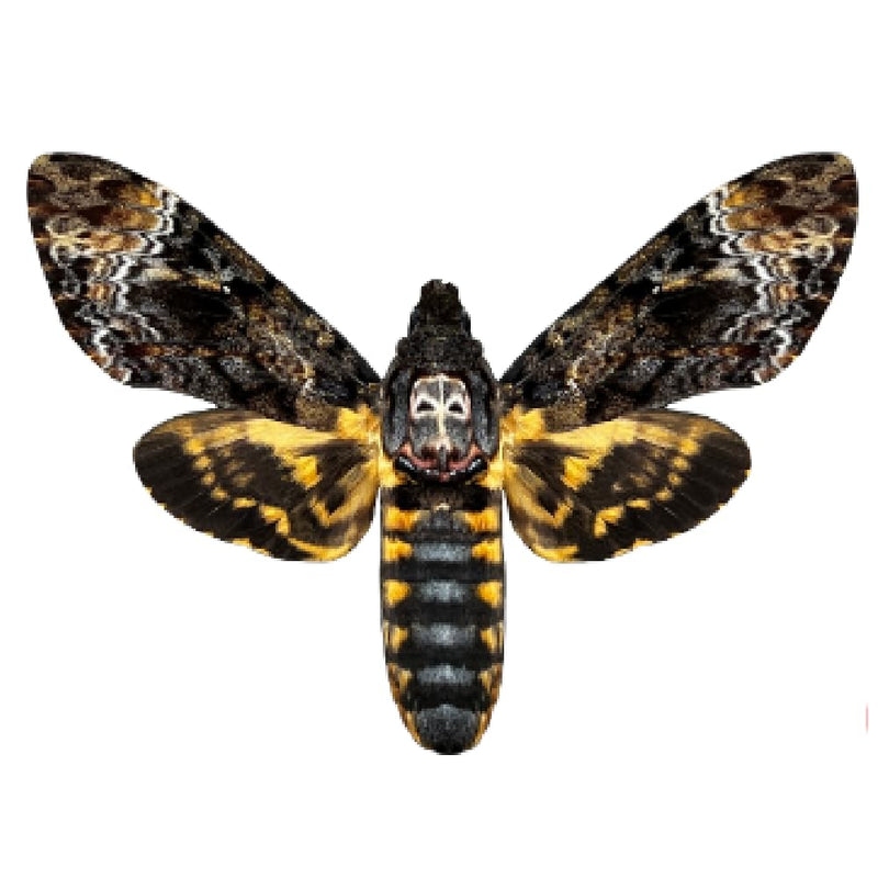 Real Death Head Moth Specimen Acherontia Moth Dried Insect Taxidermy Oddity Gothic Decor Entomology Collection Craft Display 1 Real Death Head Moth