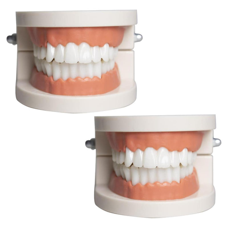 Teeth Dental, 2 Pieces Dental Model, Demonstration Model Tooth Model | Teeth model, PVC dental care model demonstration tool teeth model standard for teaching, dental teaching, oral care