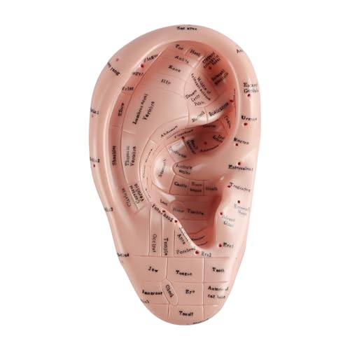 17cm Ear Acupuncture Point Display Model, Soft PVC Ear Acupuncture Point Model for Study of Ear Anatomy and Laboratory Use