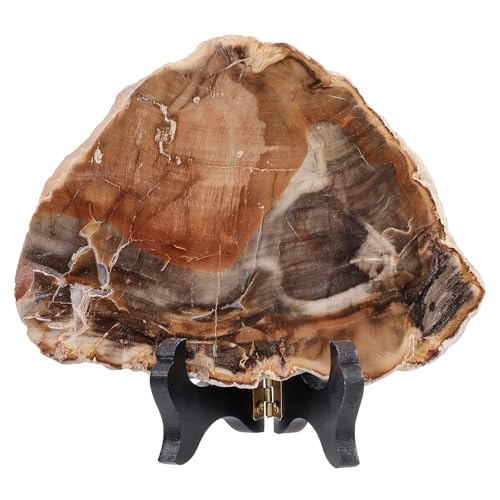TUMBEELLUWA Natural Polished Petrified Wood Slab with Wooden Display Stand