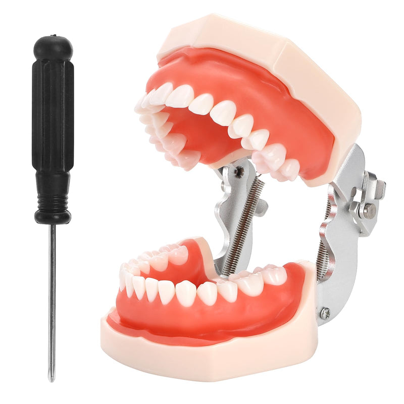 [Australia - AusPower] - ZENFUN Dental Typodont Model, Demonstration Teeth Model, Standard Dental Model with 28Pcs Screw-in Removable Teeth for Study, Teaching, Practice, Compatible with Kilgore Nissin 200 Type 