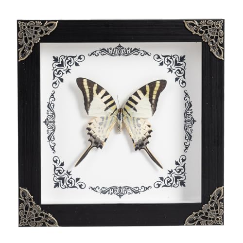 BFYLCHY Real butterfly photo frame wall decoration insect specimen holiday gift Gothic home decoration desktop decoration handmade photo frame (G_Tiger patterned green swallowtail butterfly) G_Tiger patterned green swallowtail butterfly