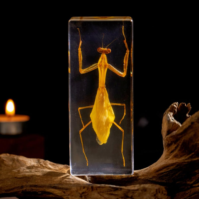 Real Mantis Specimen in Resin - Authentic Mantis Encased in Clear Resin Block, Perfect for Science Education, Oddities Collectors, and Biology Enthusiasts