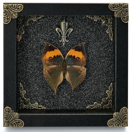 Real Butterfly Framed Handmade - Taxidermy Butterfly Shadow Box - Real Framed Butterflies in a Box for Gothic Home Decor Aesthetic. (Kallima Inachus) Kallima Inachus