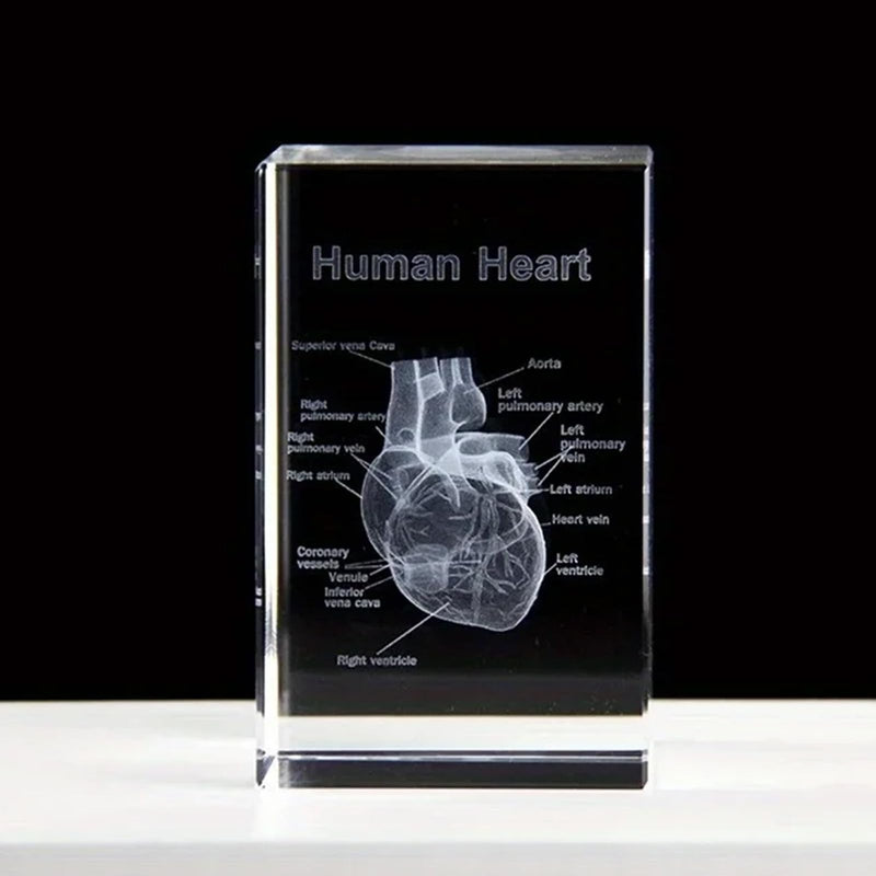 Anatomical Gifts 3D Representation of Heart for Medicine & Decoration | Crystal Glass Model Durable Teaching Aid for Dentists/Students Paperweight Compact for Practice & Decoration ‎Herz