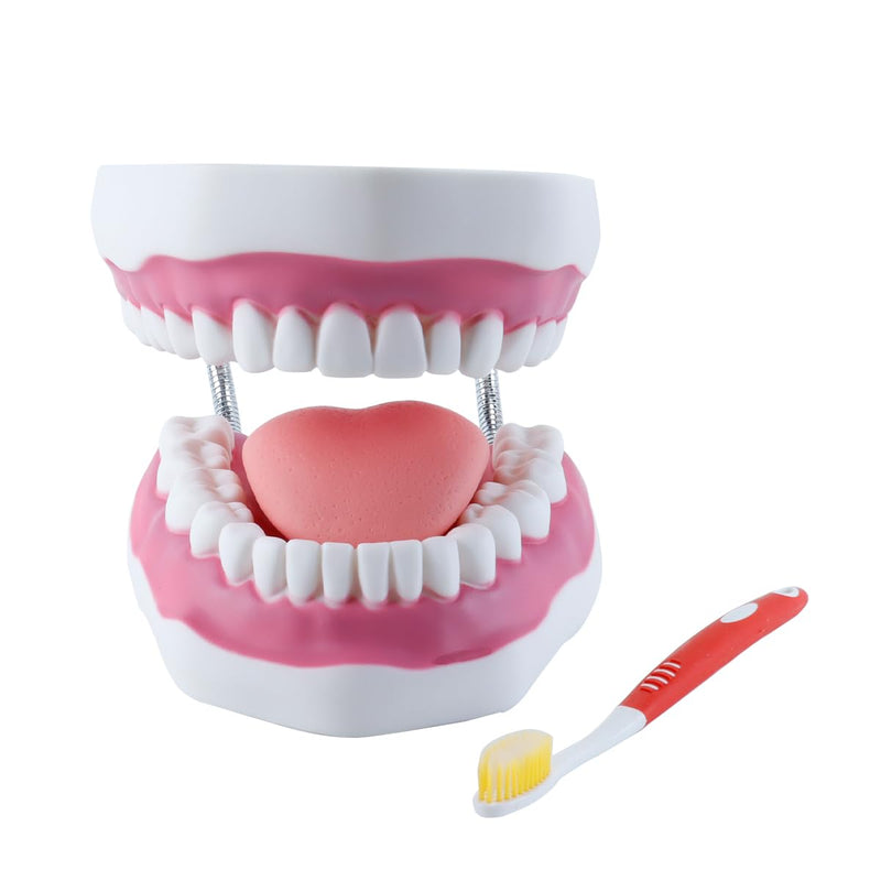 6 Times Larger Dental Model with Moving Tongue, Bendable Stand, Realistic Colours for Dental Education, Practical Treatment