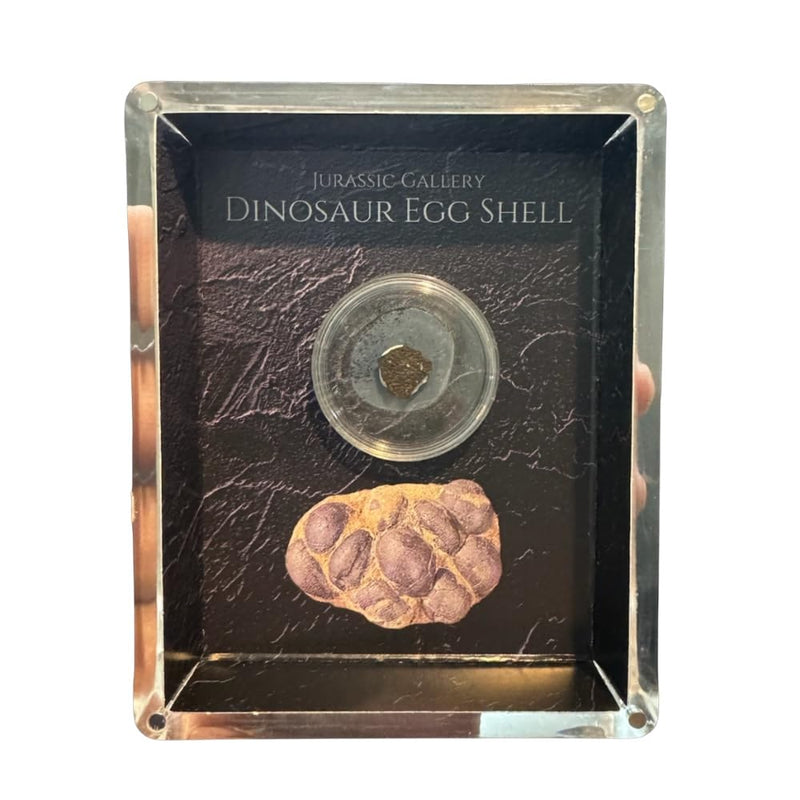 Authentic Dinosaur Egg Shell Fossil Gift Box - 65 Million Year Old Cretaceous Specimen in Lucite Case, Teton County, USA
