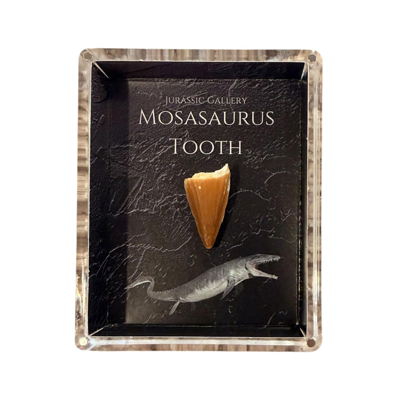 Authentic Dinosaur Bone Fossil Fragment Gift Box (Mosasaurus) Mosasaurus