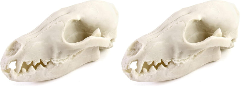 QWORK Fox Skull, Realistic Animal Skull Bones Fox Head Skeleton Natural Teeth Bone Specimen Model for Home Collectible Decoration Halloween Party (Pack of 2) 1 Pc (Pack of 2)