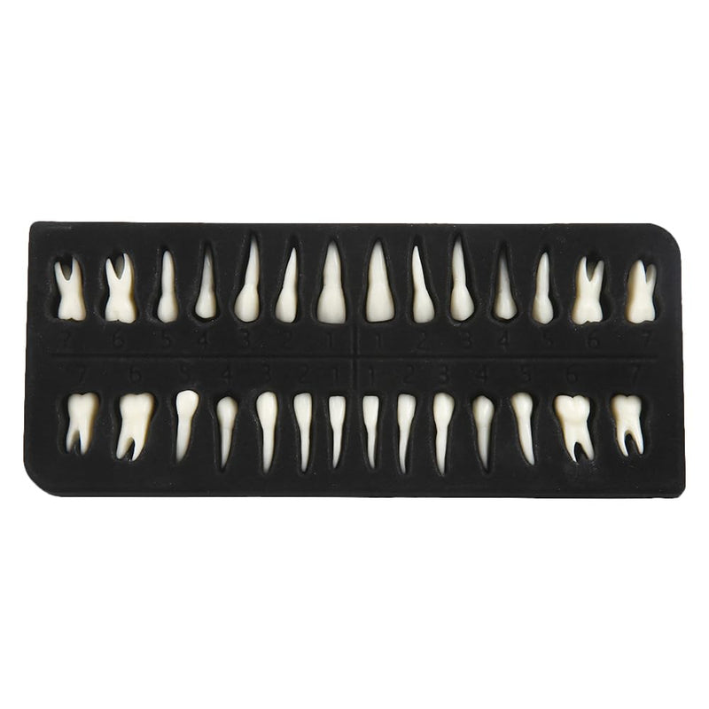 Tooth Model, 1:1 Adult Tooth Model, Permanent Teeth Demonstration Kit | 28 black teeth, 1:1 tooth model made of high-quality resin. Ideal for dental students & teaching. Includes storage box