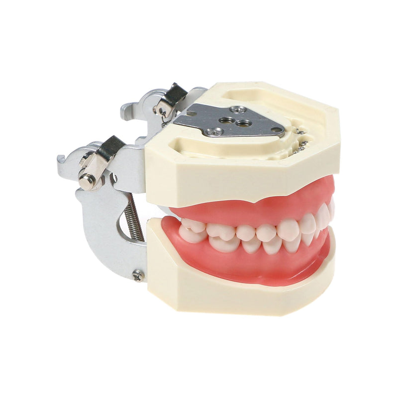[Australia - AusPower] - Typodont Teeth Model Kilgore NISSIN 200 Type Detachable Removable 28pcs Screw-in Teeth Model with Screwdriver Suitable Teaching Dental Students M8011-D (M8011D-1) 