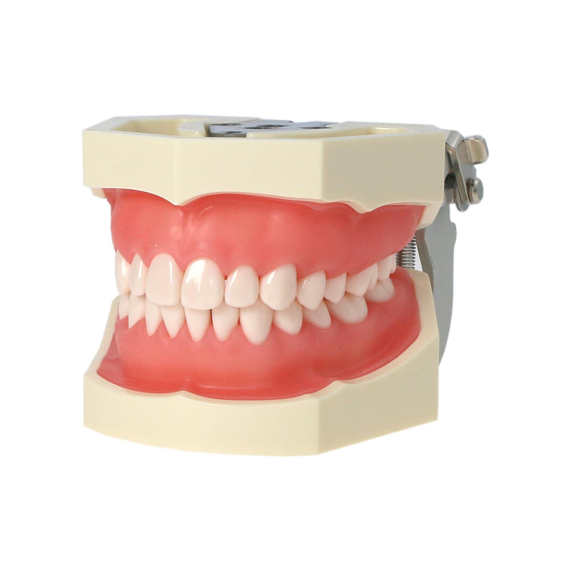 [Australia - AusPower] - Typodont Teeth Model Kilgore NISSIN 200 Type Detachable Removable 28pcs Screw-in Teeth Model with Screwdriver Suitable Teaching Dental Students M8011-D (M8011D-1) 