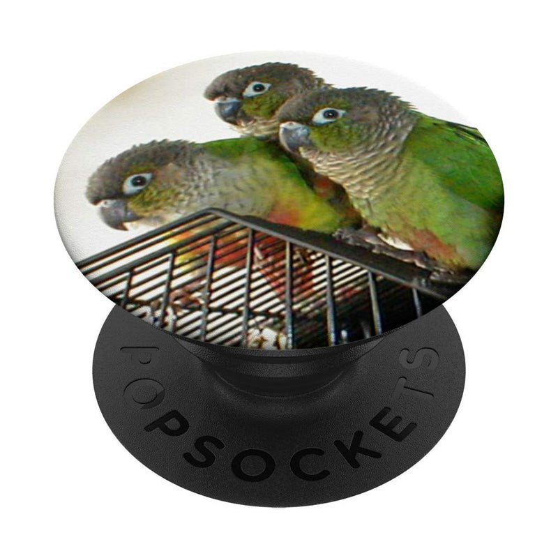 [Australia - AusPower] - Green Cheek Conure Bird Pop Socket Phone Holder Black 