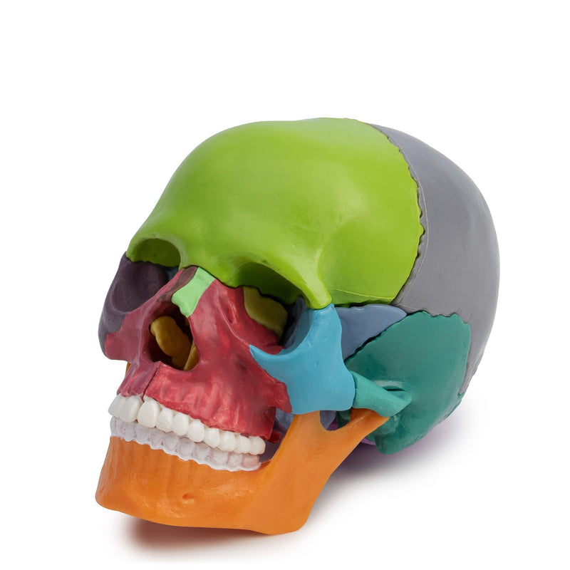 Cranstein A-226 Mini Osteopathy Skull | 15 Pieces | Didactic | Medical Study and Training | Skull Anatomy Model | Skull Model