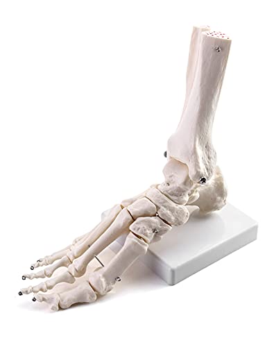 QWORK Human Ankle Model, Life-Size Medical Anatomy Foot Skeleton Model for Medical Study & Science Classroom 1pcs