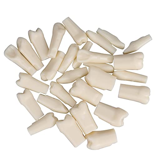 Dental Simulator Manikin Phantom Head for Exercises, Training, Study, Typodont Models with Removable Teeth (28 Teeth)