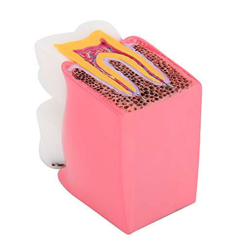 Dental Anatomy Model Resin Dental Lab Oral Care Model