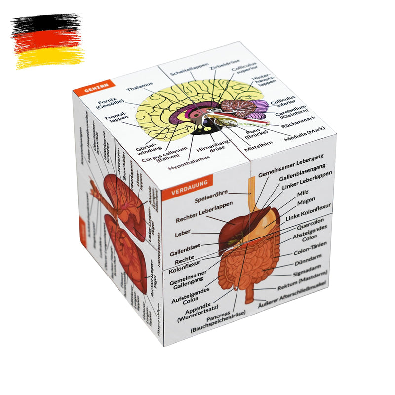 Human Anatomy Study Cube in German, 9 Parts of the Human Body Learning, Anatomy Model Cube, Great Gift Idea for Nurses and Medical Students