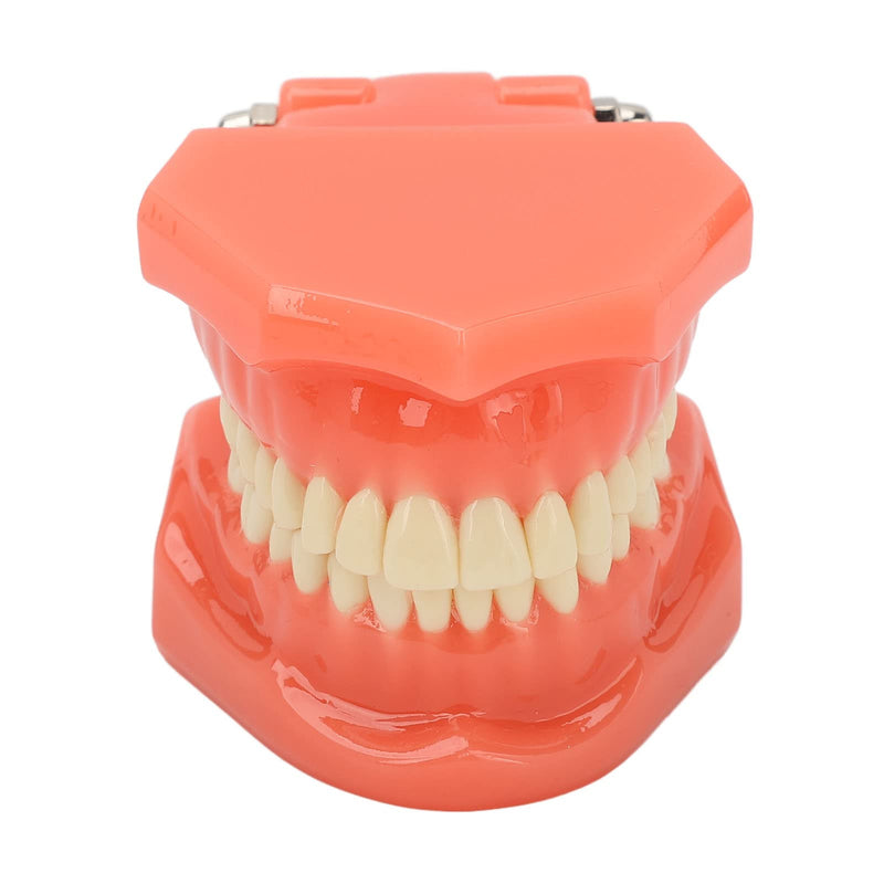 Dental Model Dentist, Acrylic Teeth Dental Demonstration Model, Expandable by 180° Anatomical Dental Model for Dental Teaching or Oral Care