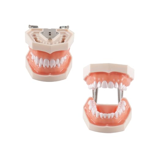 Dental Typodont Teeth Model 28 Pieces Replacement Teeth for Dentist Practice Training Dentists Students