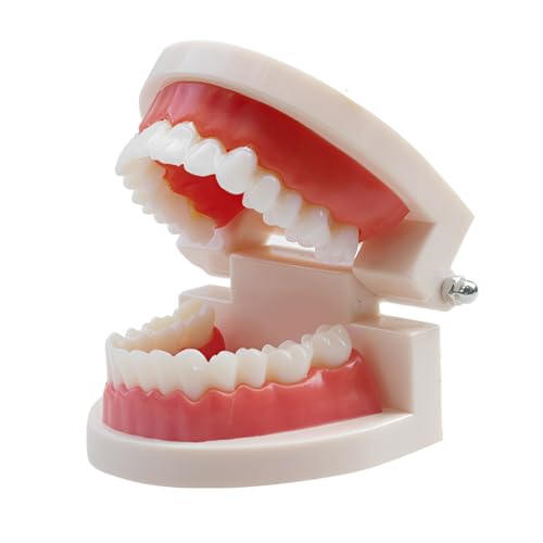 Teeth Model, Dental Care Model, Demonstration Dental Model, Adult Simulation Teeth Model Display, Standard Dental Study Model, for Dental Teaching or Oral Care, Pack of 1