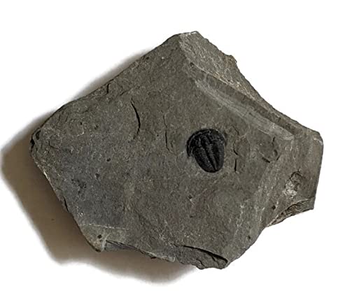 [Australia - AusPower] - The Geode Mine Baby Fossil Trilobite - 1/4 to 3/8 Inch on Matrix 