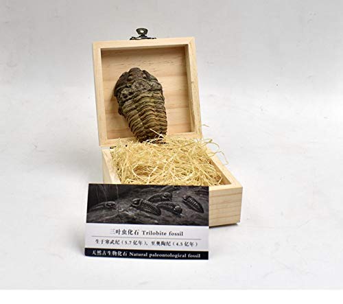 [Australia - AusPower] - Large Authentic Arthropod Real Trilobite Fossil Come 450 Million Years ago for Collections and Education 
