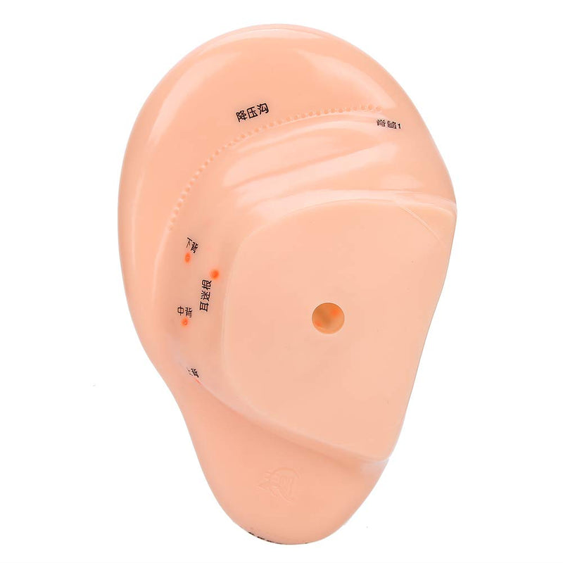 [Australia - AusPower] - Human Ear Acupuncture Model with Acupuncture Points Ear Massage Model 