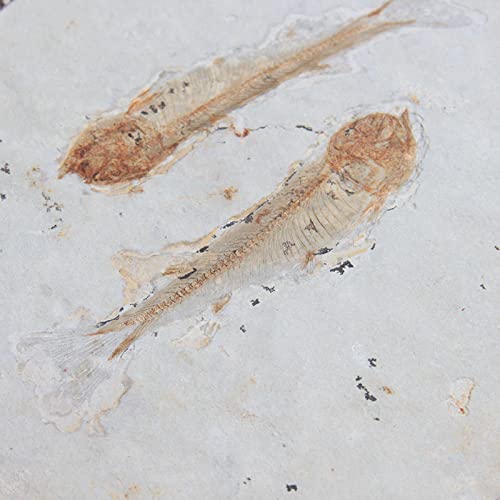 [Australia - AusPower] - Comimark 1Pcs 150 Million Years Ago Genuine Bony Fosslien Lycoptera Real Fossil Fish China 