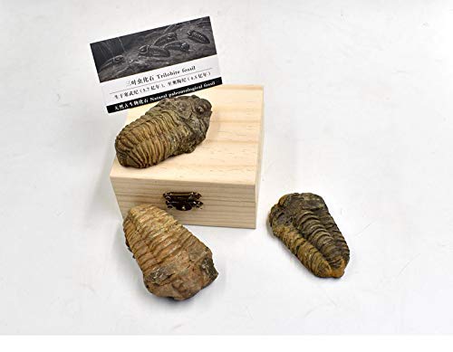 [Australia - AusPower] - Large Authentic Arthropod Real Trilobite Fossil Come 450 Million Years ago for Collections and Education 