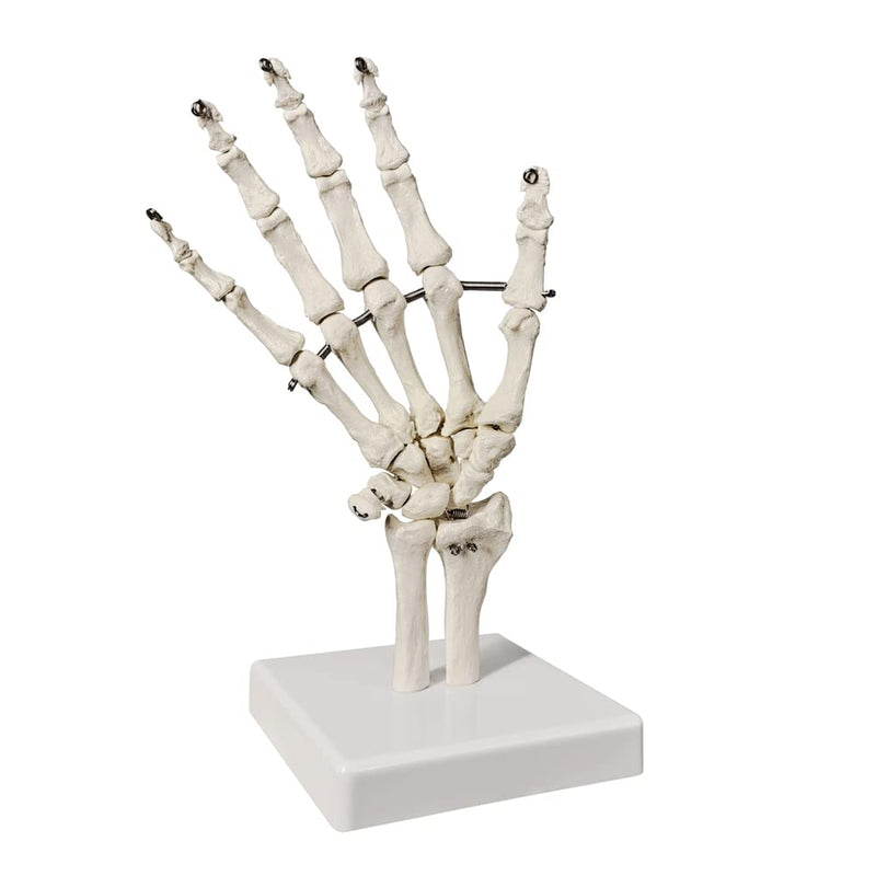 [Australia - AusPower] - Evotech Hand Skeleton Model with Articulated Joints, Shows Ulna and Radius, Portray Natural Movement of Human Hand Bone color 