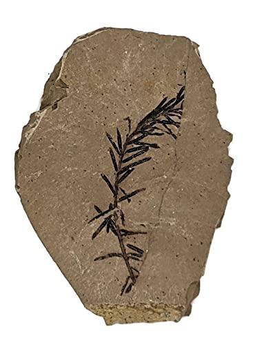 [Australia - AusPower] - The Geode Mine Genuine Fossilized Leaf from The Metasequoia Tree (Dawn Redwood) 