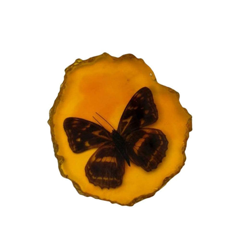 [Australia - AusPower] - IMIKEYA Amber Fossil with Insects Samples Stones Crystal Specimens Home Decorations Collection Pendant Butterfly Picture 3 