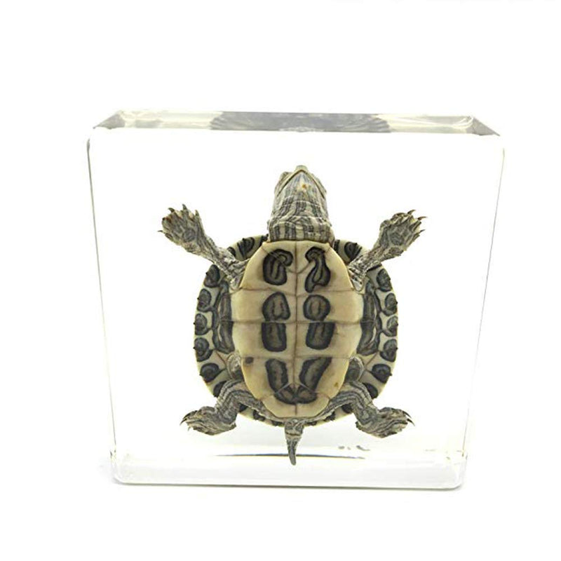 [Australia - AusPower] - Real Turtle Specimen Paperweight Brazil Turtle Tortoise Animal Specimen Science Classroom Specimen foe Science Education 