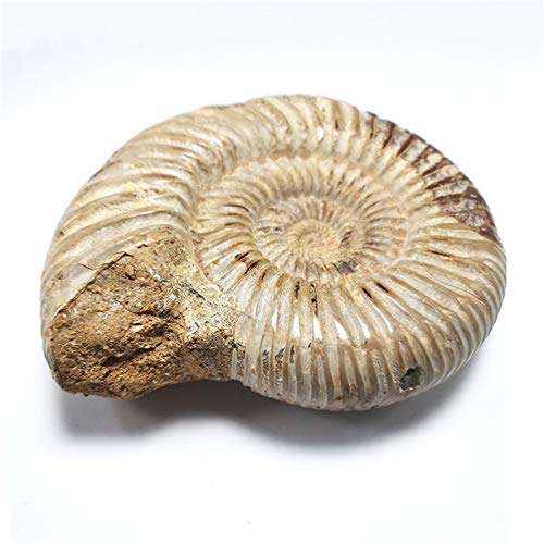 [Australia - AusPower] - 1pc Polished Raw Shell Specimen Madagascar Ammonite Rough Stones for Decor Shell Fossil 